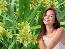 Hương Phụ: Vị Thuốc Quý Giữ Vững Nét Thanh Xuân và Sức Khỏe Phái Đẹp