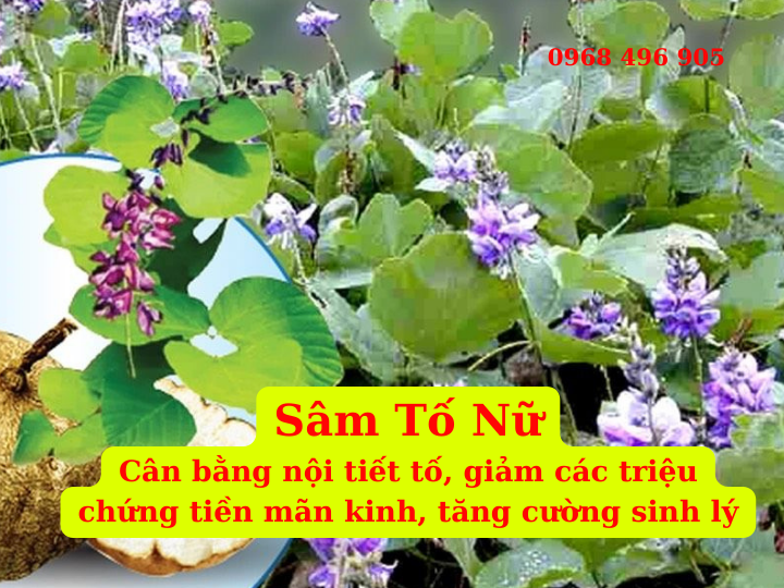 Sâm tố nữ - Thảo dược quý cho phái đẹp