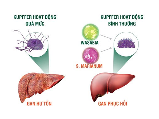 Giải độc để giúp lá gan khỏe mạnh