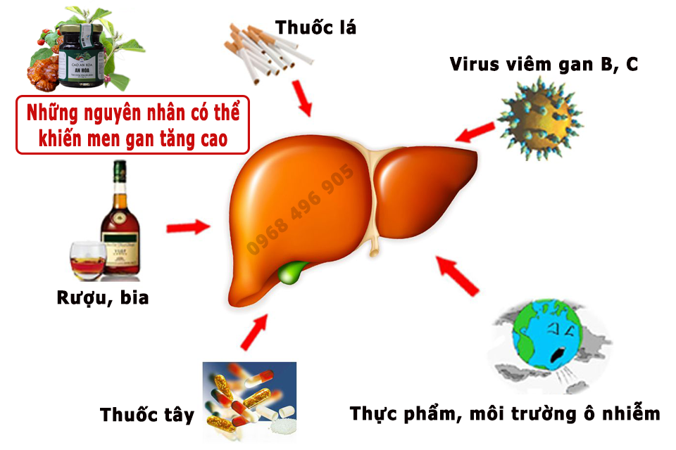 Những nguyên nhân chính khiến men gan tăng cao